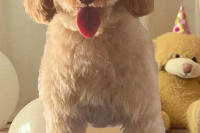 Mixed Breed