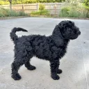 Cockapoo