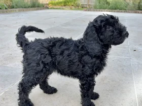 Cockapoo