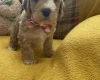Cockapoo