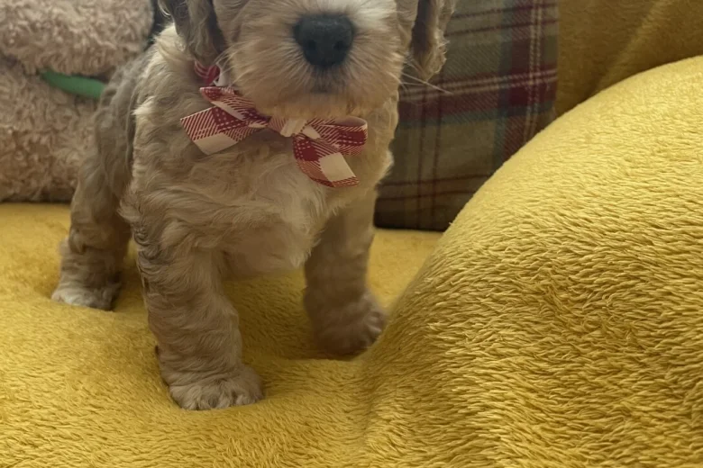 Cockapoo