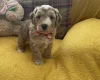 Cockapoo