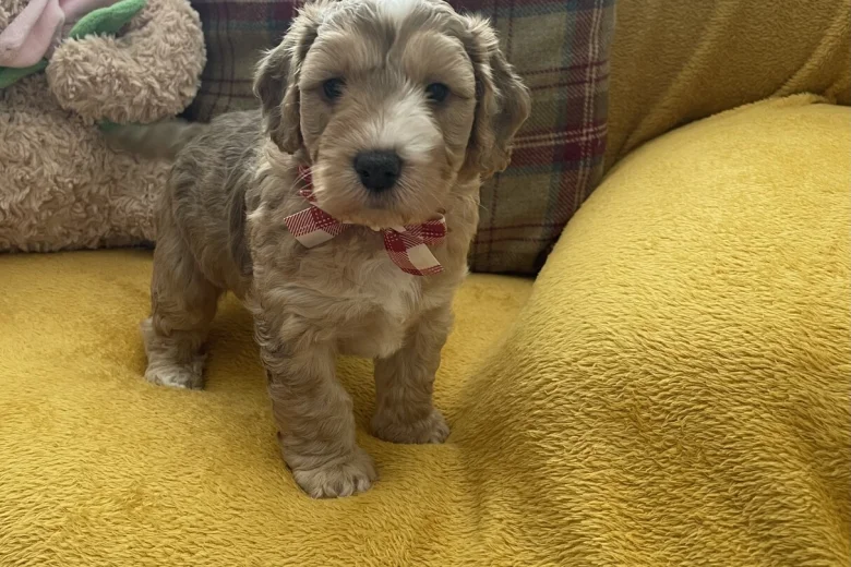 Cockapoo