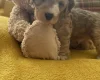 Cockapoo