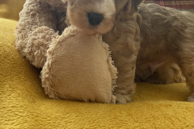 Cockapoo