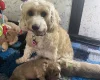 Cockapoo
