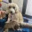 Cockapoo