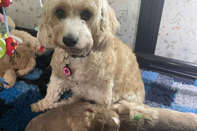 Cockapoo