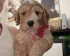 Cockapoo