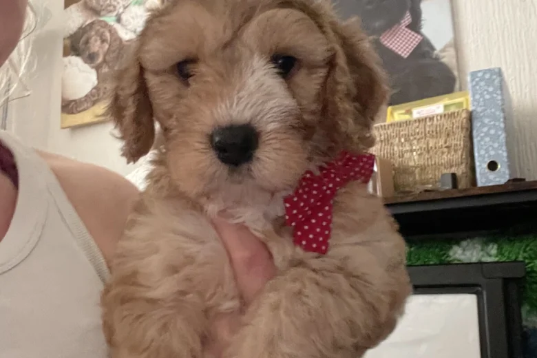 Cockapoo