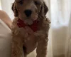 Cockapoo
