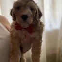 Cockapoo