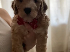 Cockapoo