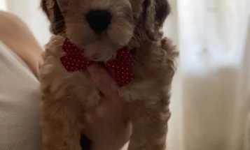 Cockapoo