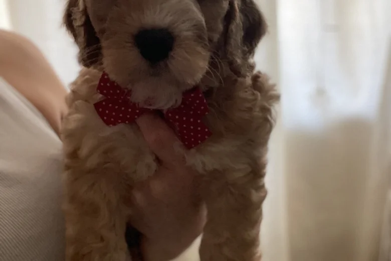 Cockapoo