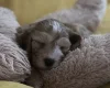 Cockapoo