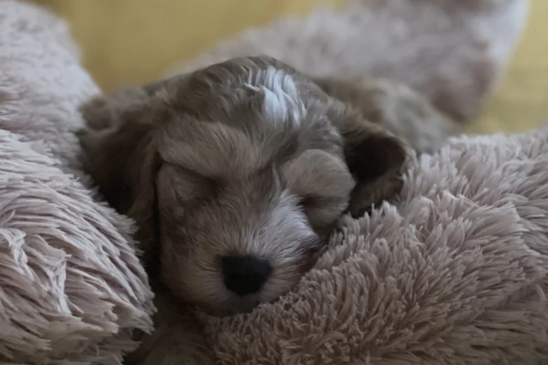 Cockapoo