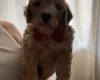 Cockapoo