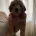 Cockapoo