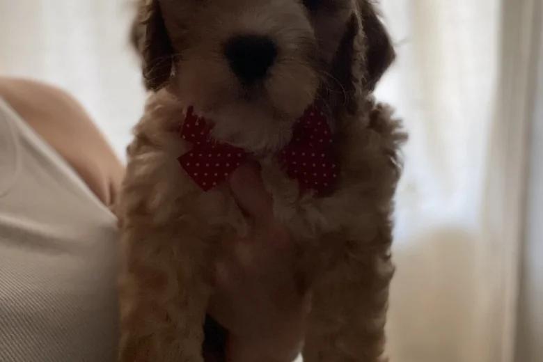 Cockapoo