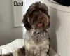 Cockapoo