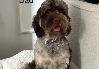Stud