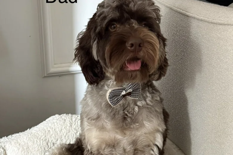 Cockapoo