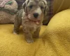 Cockapoo