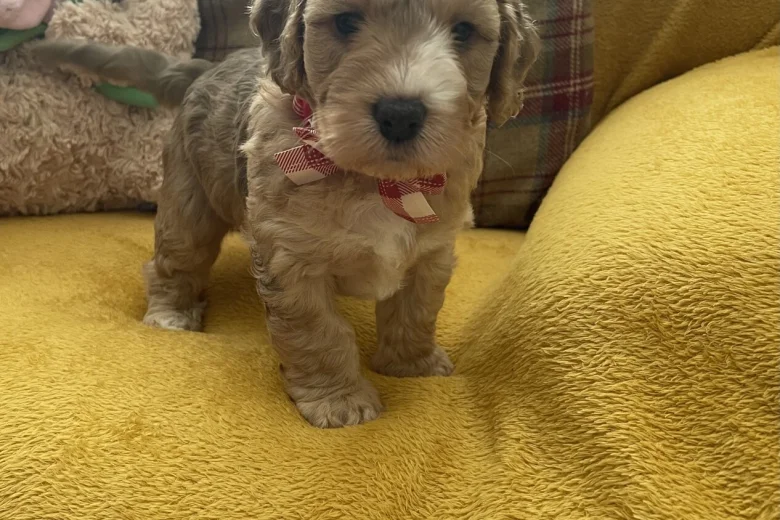 Cockapoo