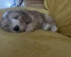 Cockapoo