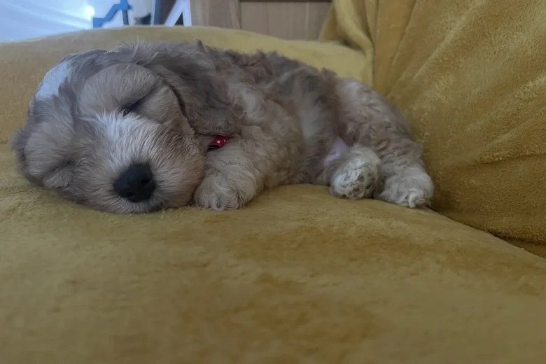 Cockapoo