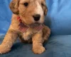 Cockapoo