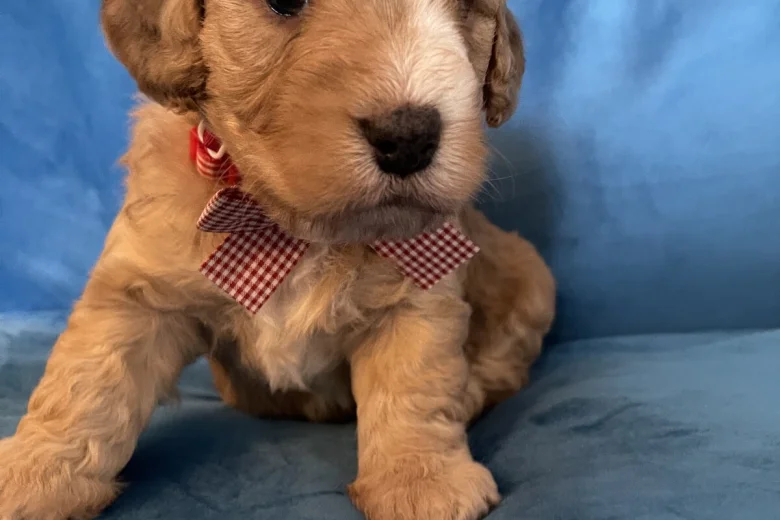 Cockapoo