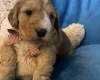 Cockapoo