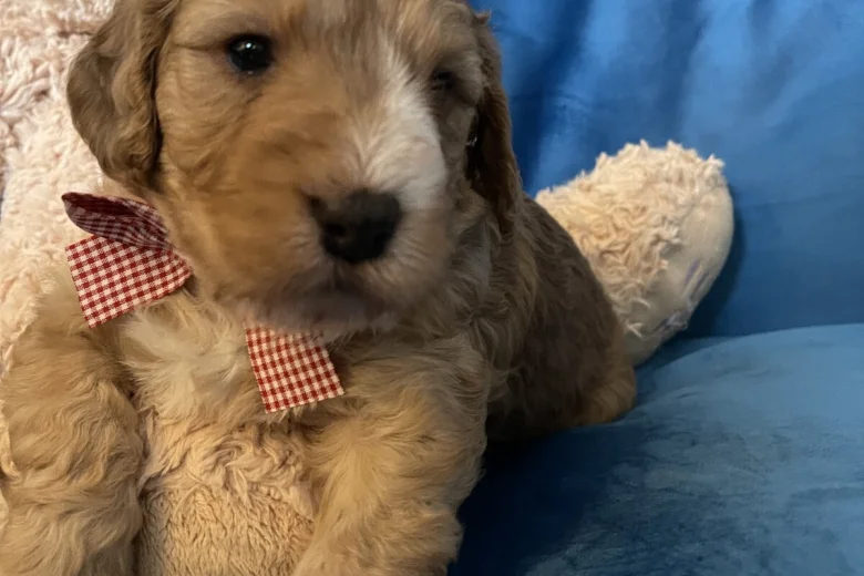Cockapoo