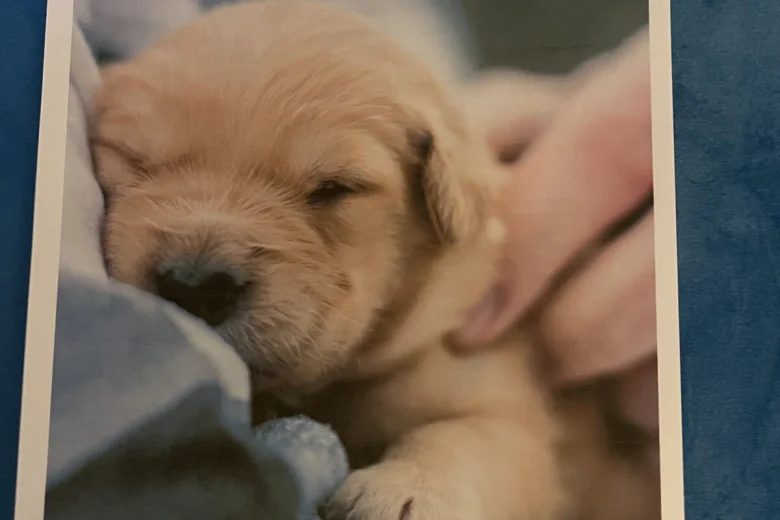 Cockapoo