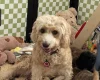 Cockapoo