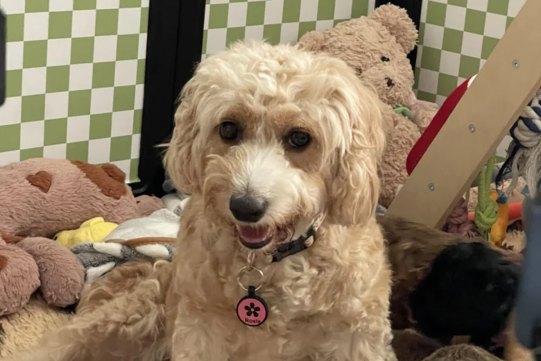 Cockapoo