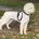 Labradoodle
