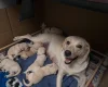 Labradoodle