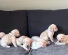 Labradoodle