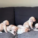 Labradoodle