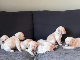 Labradoodle