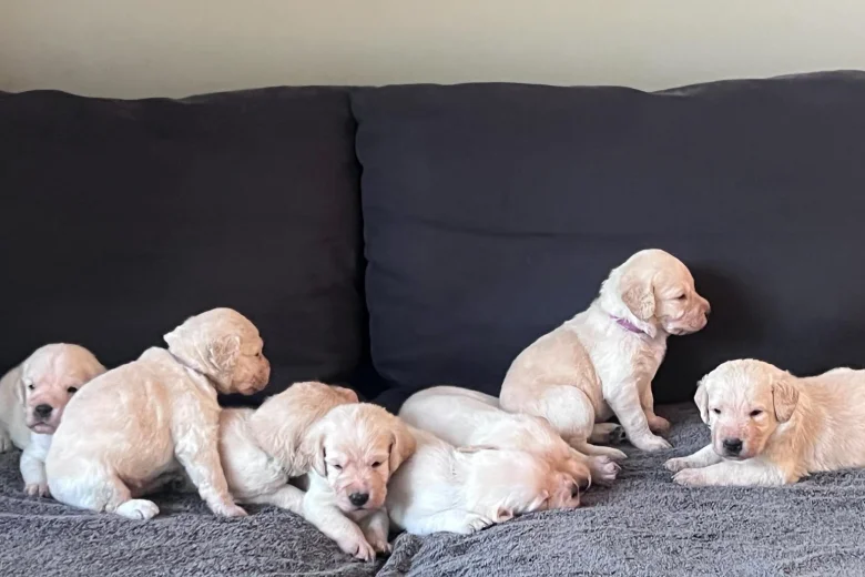 Labradoodle