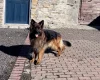 German Shepherd (Alsatian)