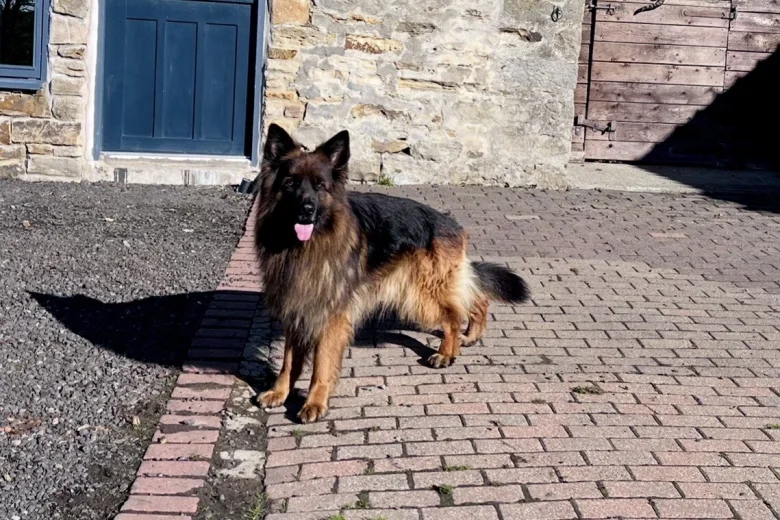 German Shepherd (Alsatian)
