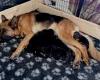 German Shepherd (Alsatian)
