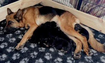German Shepherd (Alsatian)
