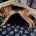 German Shepherd (Alsatian)