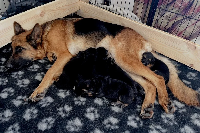 German Shepherd (Alsatian)